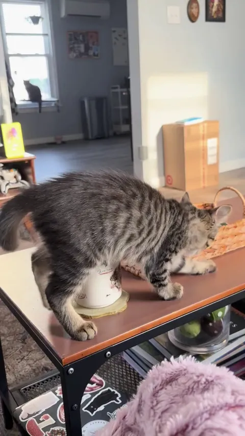 Why Does My Kitten ‘Bury’ My Coffee?