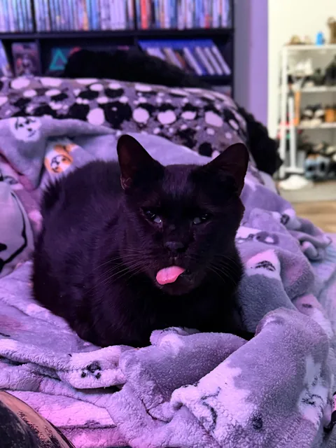 This is Sir Loin, my 16 year old cat. He looks like a blob but very much a distinguished gentleman