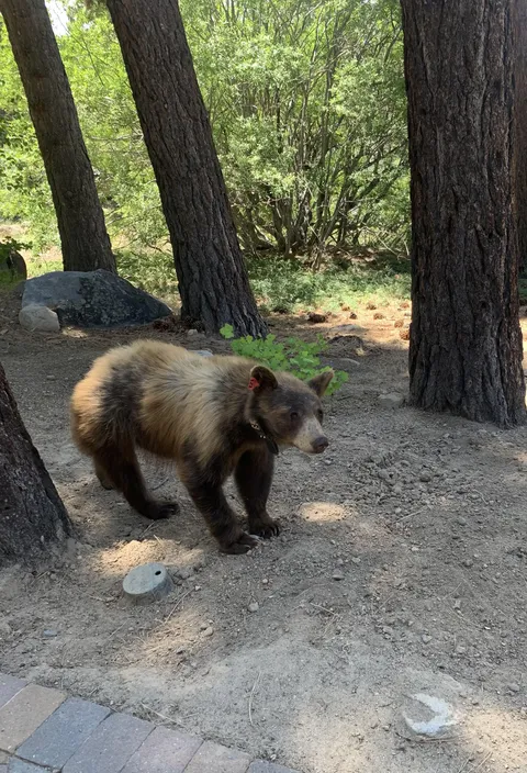 Girlfriend’s dad sent a photo of this chonker he ran in to today