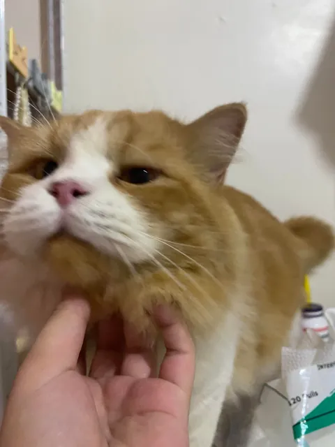 my sleepy rascal ginger car