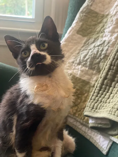 Cosmo’s ✨transformation✨