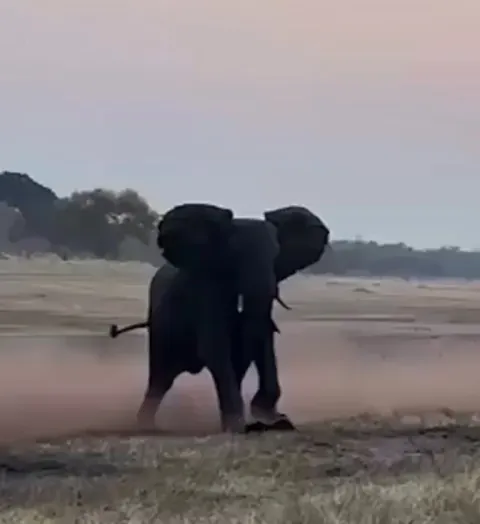 🔥 Full grown Elephant tries to escape pesky Honey Badger who won’t stop bullying him!