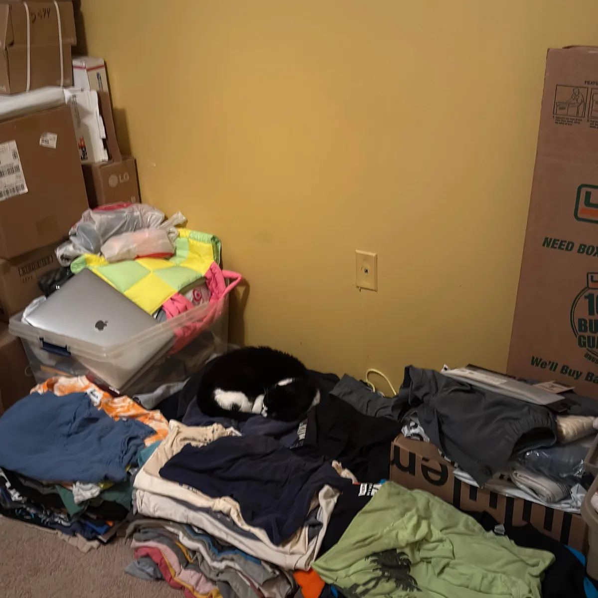 Why does she do this? There clean (been clean so it’s not recent laundry)…she has beds she loves but she has started to do this. Any particular reason why?