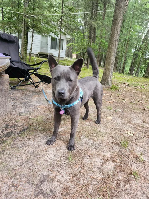 A wonderful Fern (fka Lilly) update. Seeing her thrive with the family who found her through my posts makes me so happy.