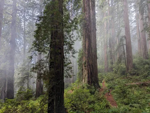 ITAP of my partner walking in the Redwoods