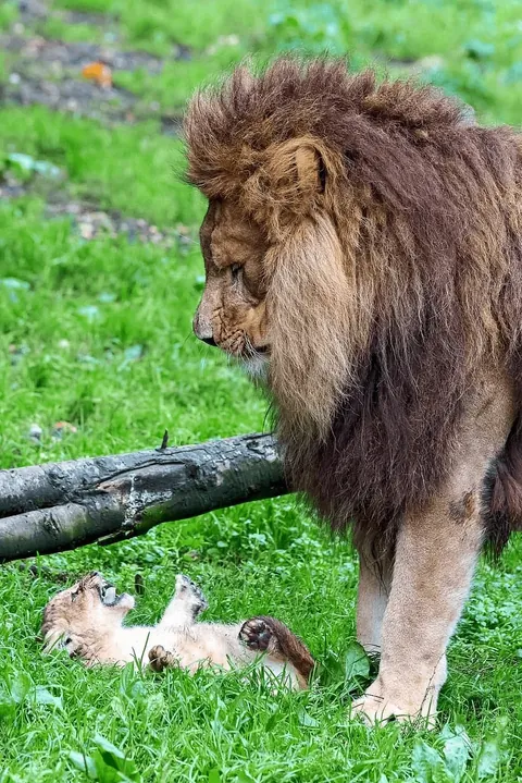 🔥 Lion struggles to look after the cubs while the lioness was recovering from an injury.