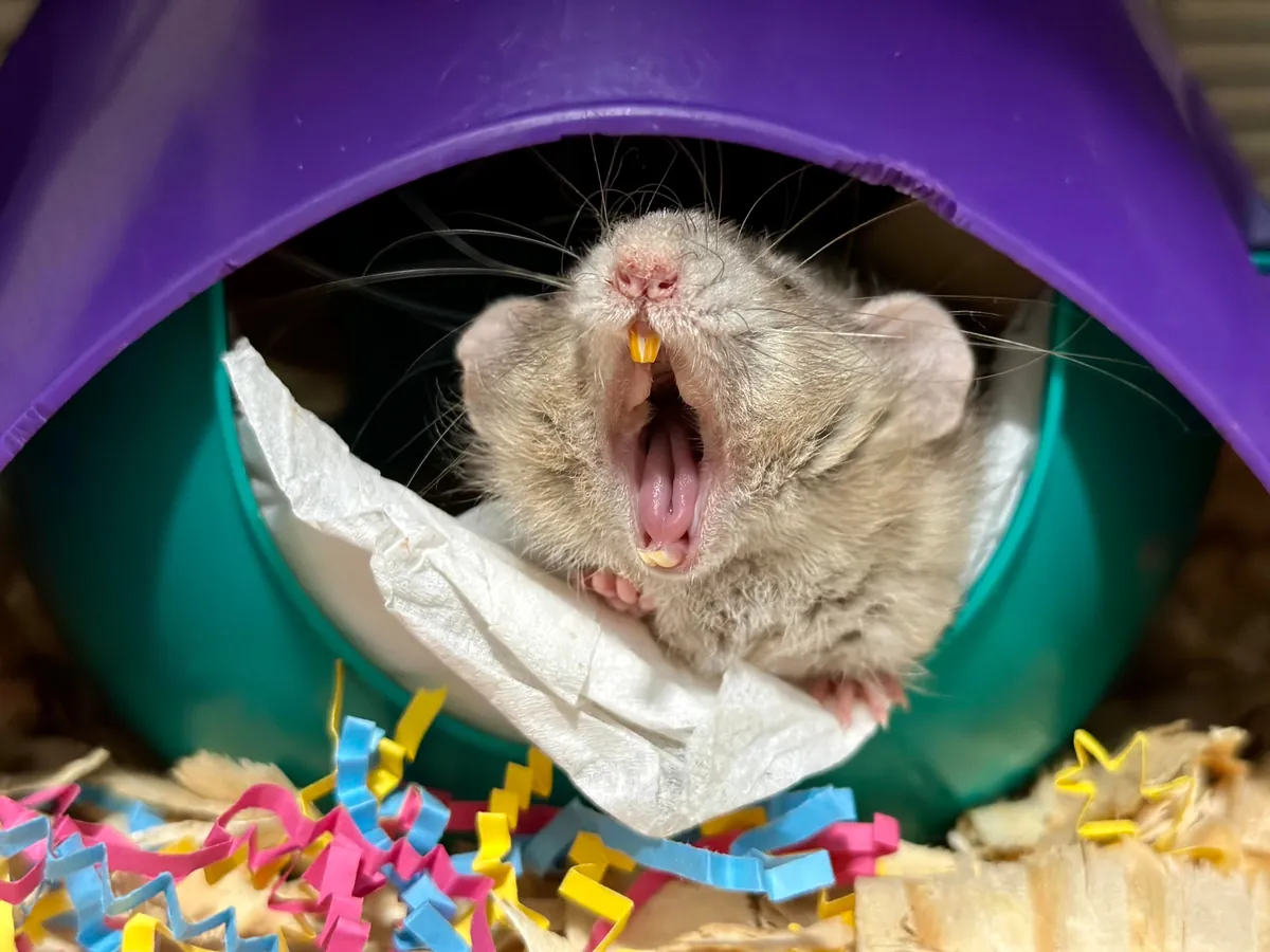 In Loving Memory of President Link 💔