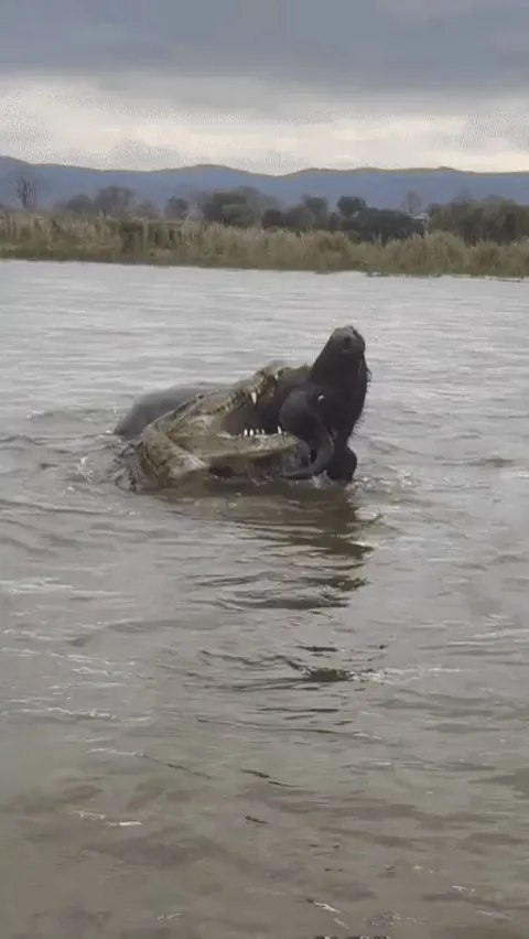 Deadlock in the Zambezi River. Nile crocodile and Cape buffalo