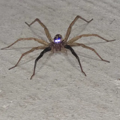 Was in garage when this wolf spider dropped by. It was chill and let me take a bunch of close-ups