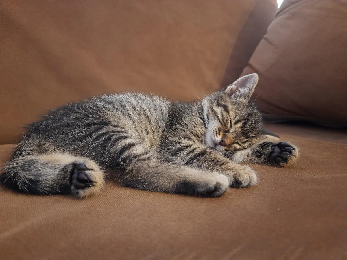 Please do not disturb me, I am dreaming about being a tiger