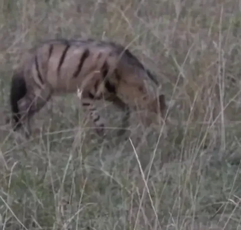 🔥The Aardwolf ("earth wolf") - a rarely seen nocturnal insectivore that can consume hundreds of thousands of termites in a single night