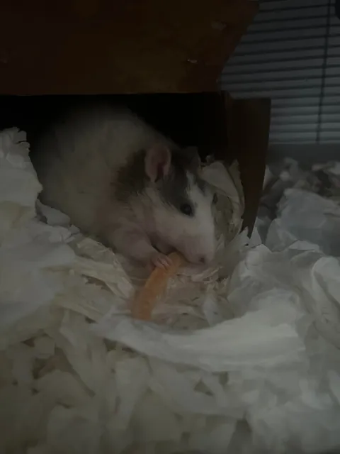Mama Rat Appreciation Post