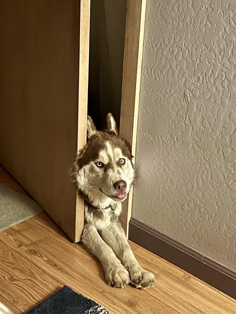 Asa was offended that I wouldn’t let him in the bedroom (due to a new kitten in there). 👁️👅👁️