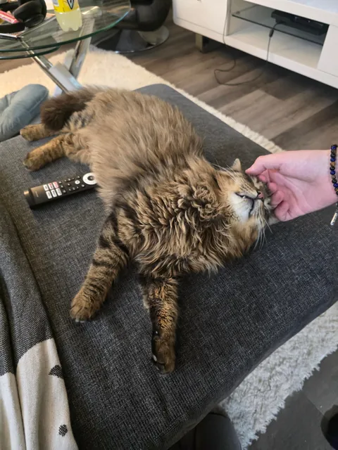 Boyfriend and I finally got our first cat after moving in together. Meet our son, Tobi.