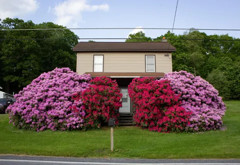 A *7 year* update: my pap's 35+ year old rhodedendeon bushes are now the height of the front porch roof 😳