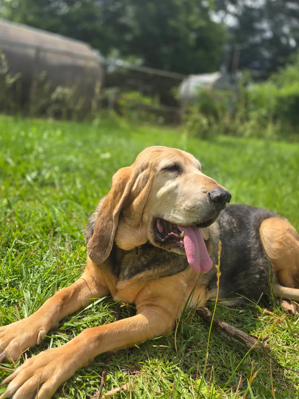 I've only has her for a year but I love this old girl so much! Her name is Gemma and she's about to be 11.