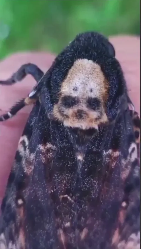 🔥Death's-head Hawkmoth, natures goth moth💀