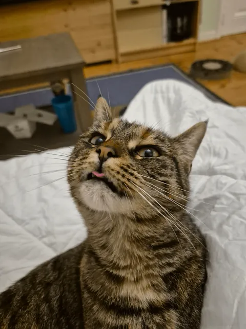 My cat will pause in the middle of grooming to stare into the distance for a few seconds, making the most hilarious faces. I love my adorably weird girl 😍