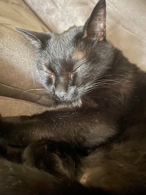 My baby girl would have turned 16 today. Please help me send the love of my life, birthday wishes over the bridge. 🖤