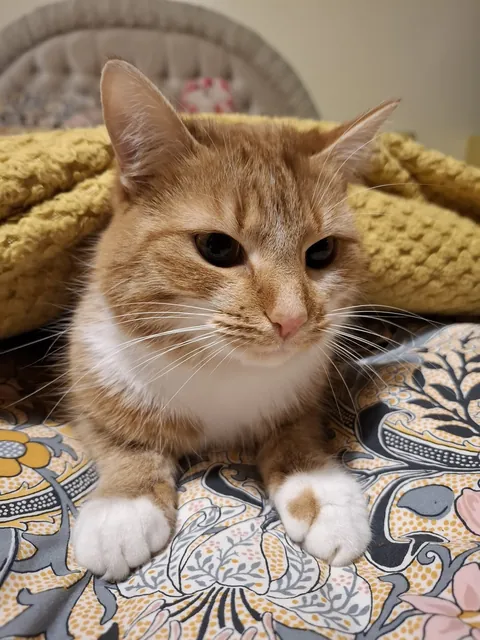 No brain in her head, just :3