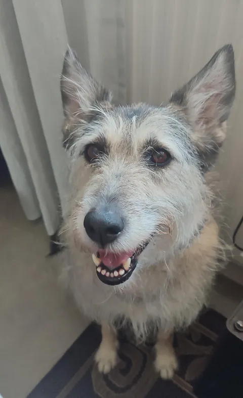 The face of someone who was just the best girl at the vet