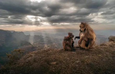 🔥The Gelada found only in the Ethiopian Highlands.