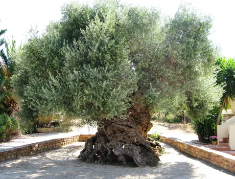 2,000 year old Olive tree in Greece.