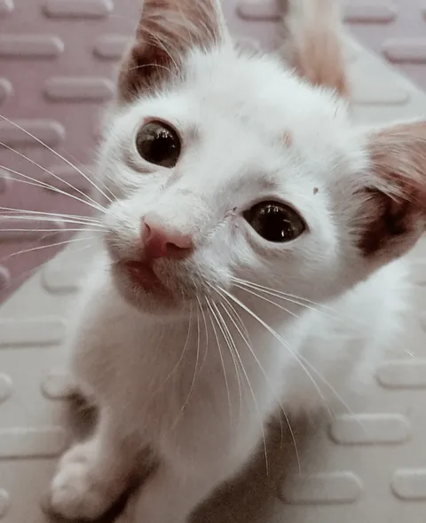 Name her after the last Spotify artist you listened to