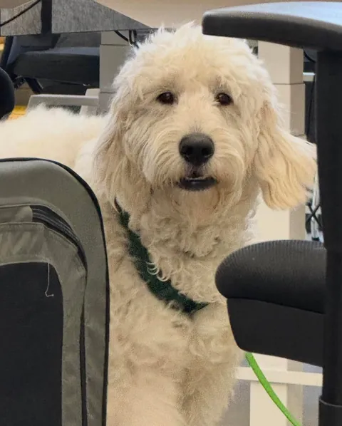 My office has an open dog policy