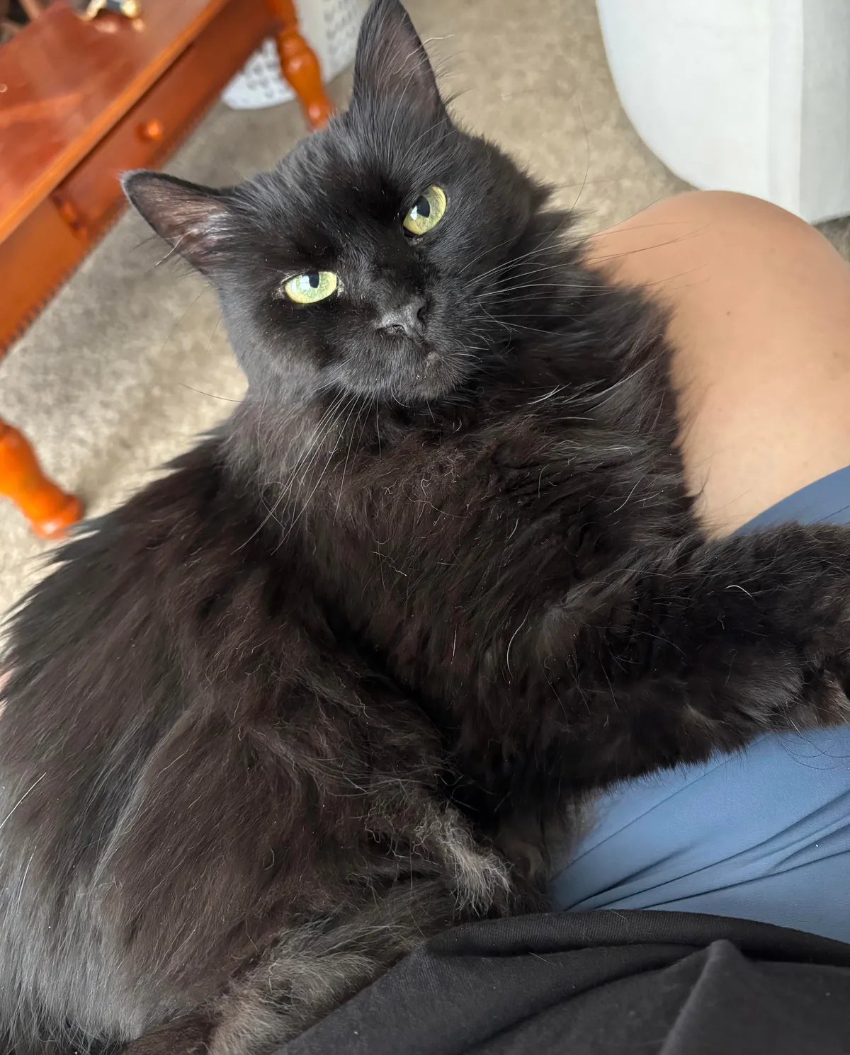 This is Whisper. She is 7 and we just got her from a spousal abusive household. She’s the best!