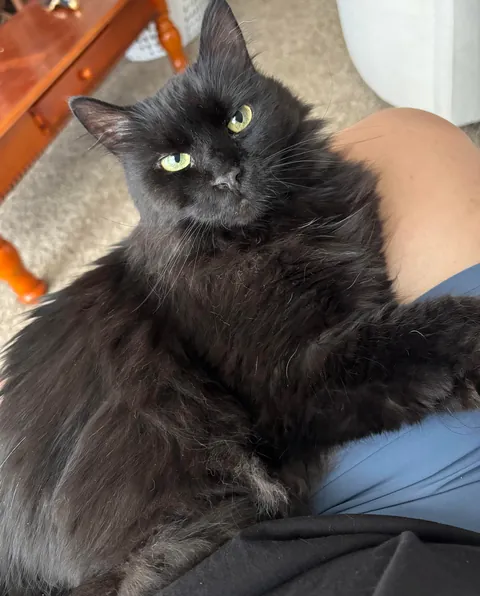 This is Whisper. She is 7 and we just got her from a spousal abusive household. She’s the best!