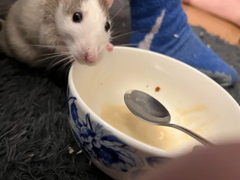 Mama Rat Appreciation Post