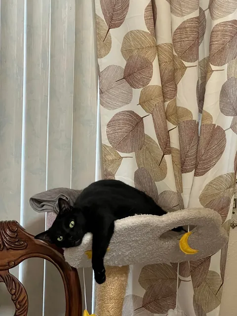 Happy 10th birthday 🖤🐈‍⬛