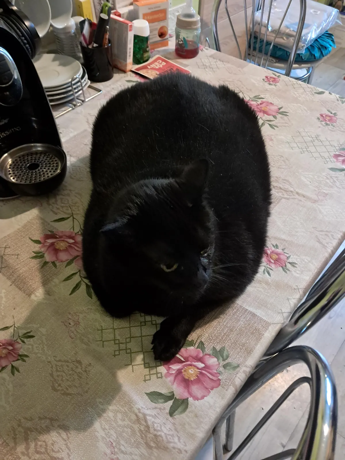 My family says I'm a bit chubby… I say I'm just extra fluffy 🐈‍⬛😅 What about you?