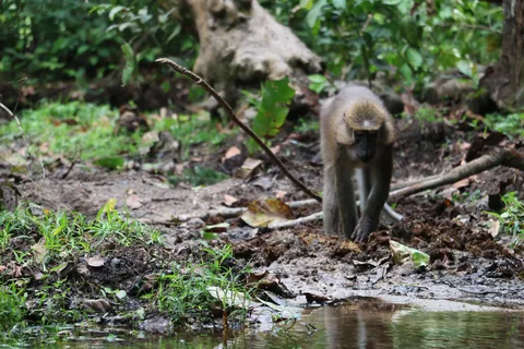 Central African Republic (CAR)