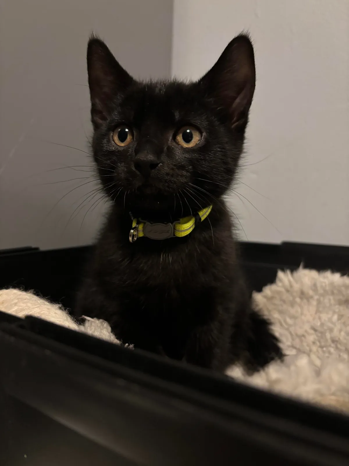 ”One void please! Could you do extra beans?”