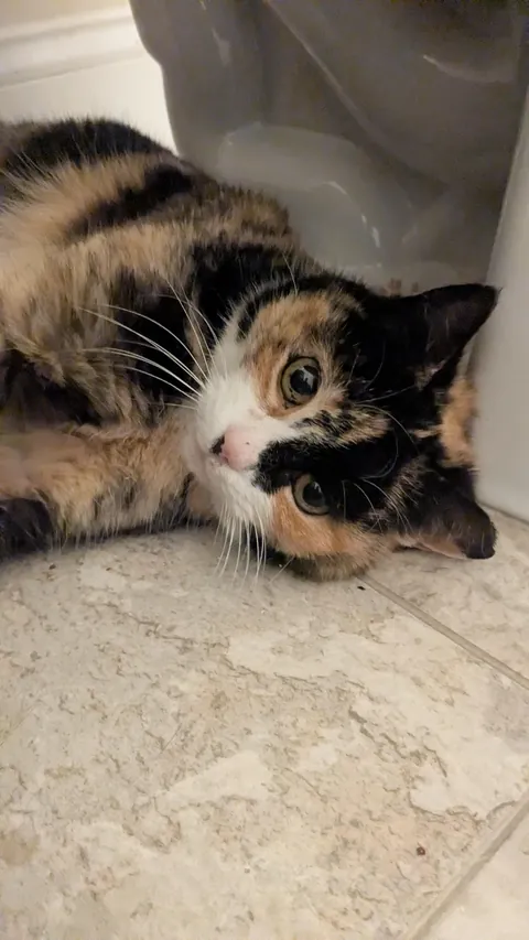 Stray girl has come SO FAR! From hiding to cuddling!