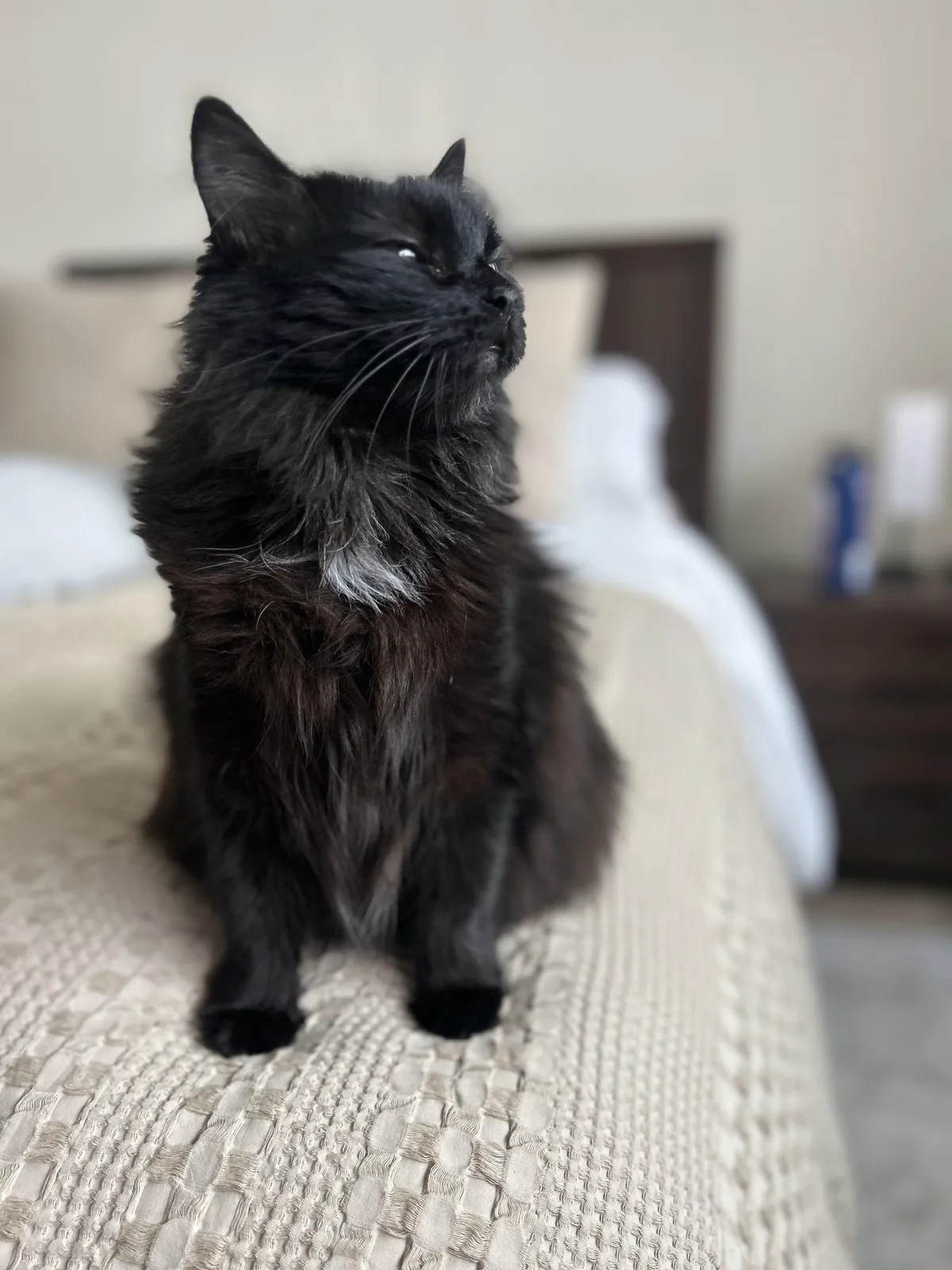 One of my missions in life is refuting the notion that black cats aren’t photogenic