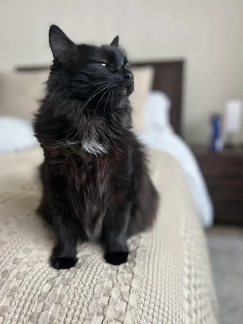 One of my missions in life is refuting the notion that black cats aren’t photogenic