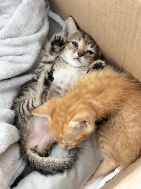 On my way to work this morning, I found this little kitten under my office building