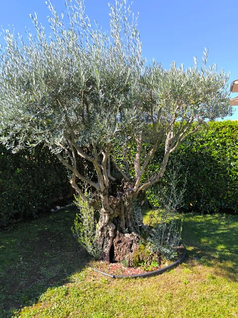 Help with 500 year old Olive trees