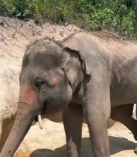 🔥Elephants use their trunk to rub their eyes 🐘