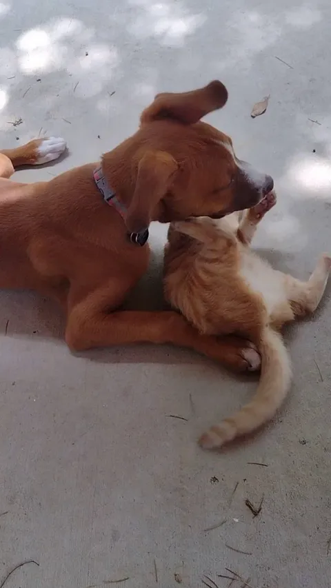 My brother found a dog the same day my sister found a cat