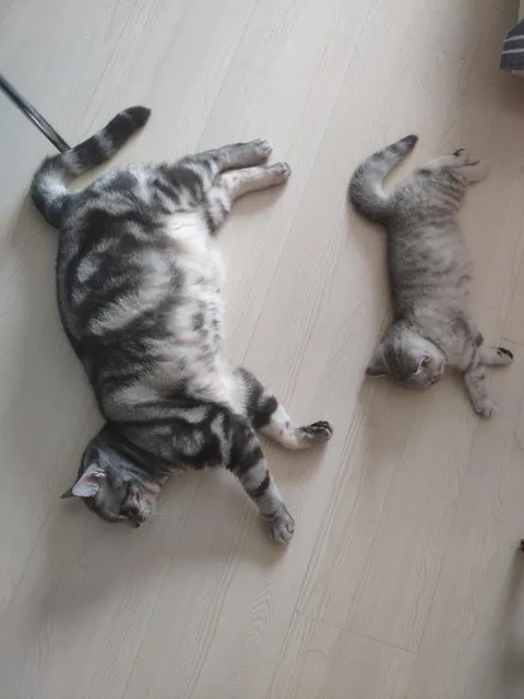 Copy cat