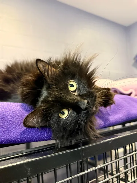 In honor of Halloweekend, here are all the black cats at the shelter I volunteer with.