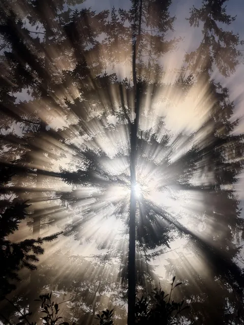 ITAP of the Sun shining through the trees