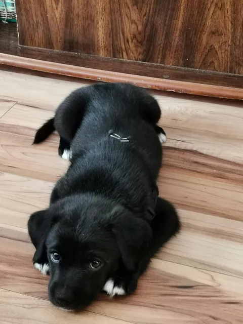 At 35 yrs old finally we meet. my pup Maze.