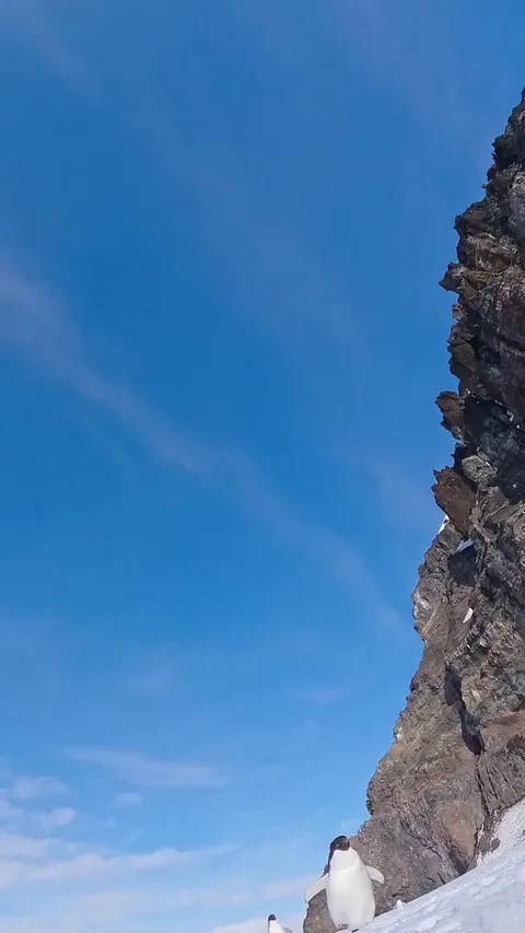 Adélie penguin discovers that it is being recorded