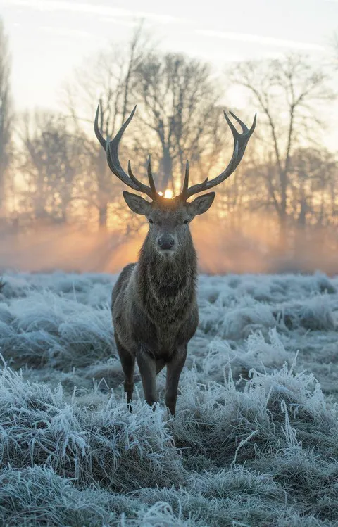 🔥 Red deer on a frosty morning