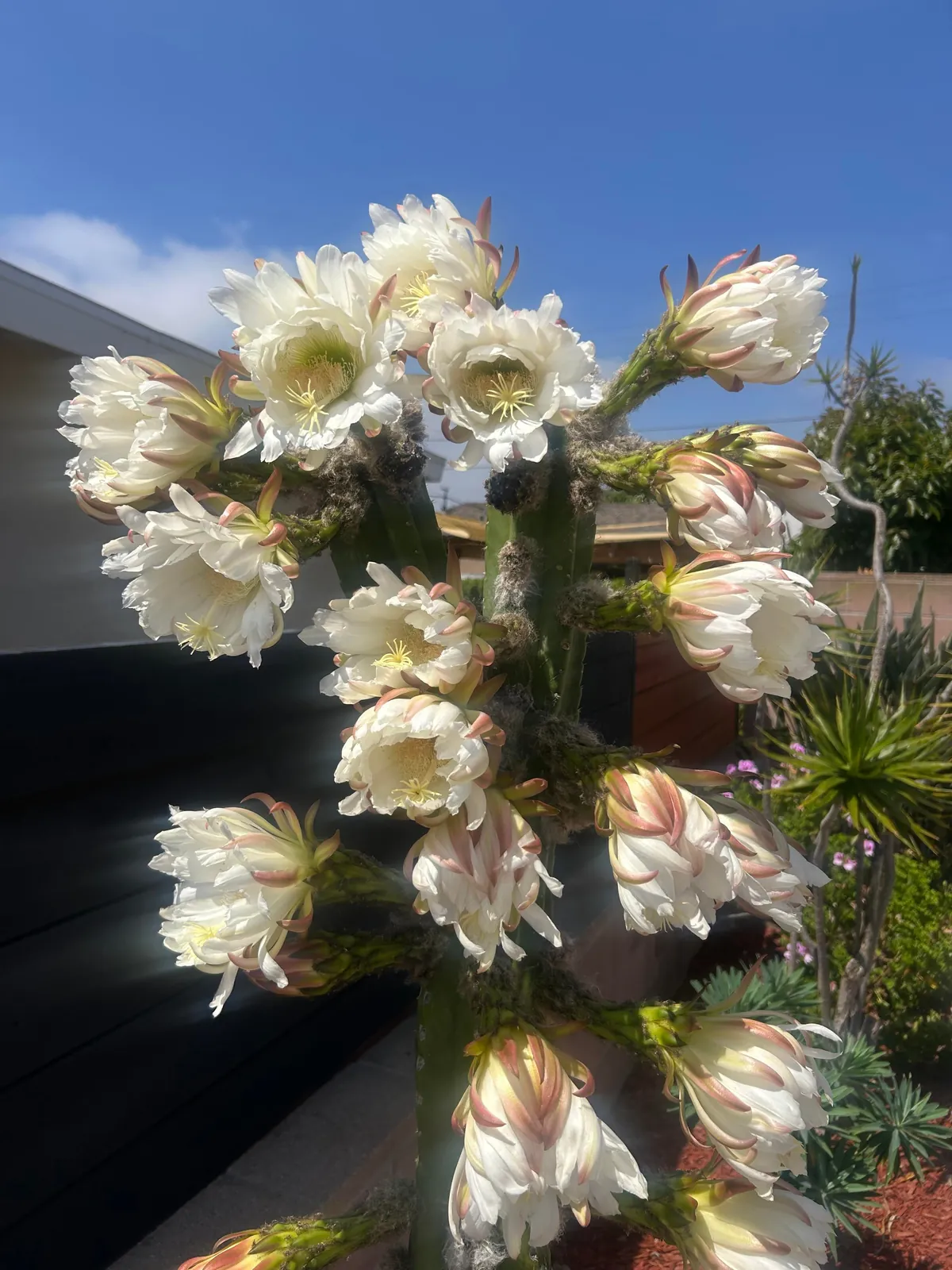 Thought I’d post my cacti